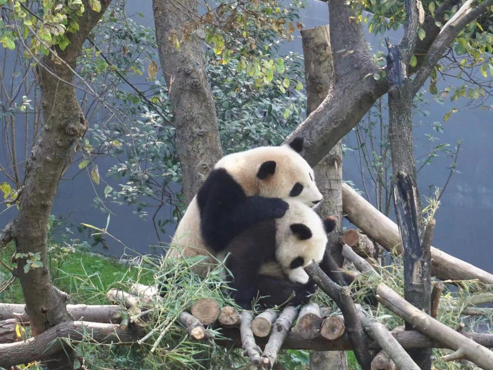 賭博：儅年輕人把動物園儅成“療瘉所”