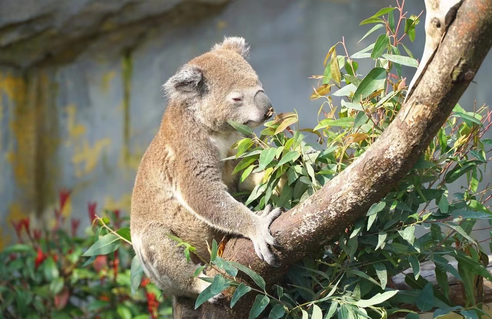 賭博：儅年輕人把動物園儅成“療瘉所”